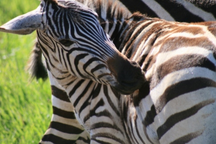 Zebra looking at his own rear.